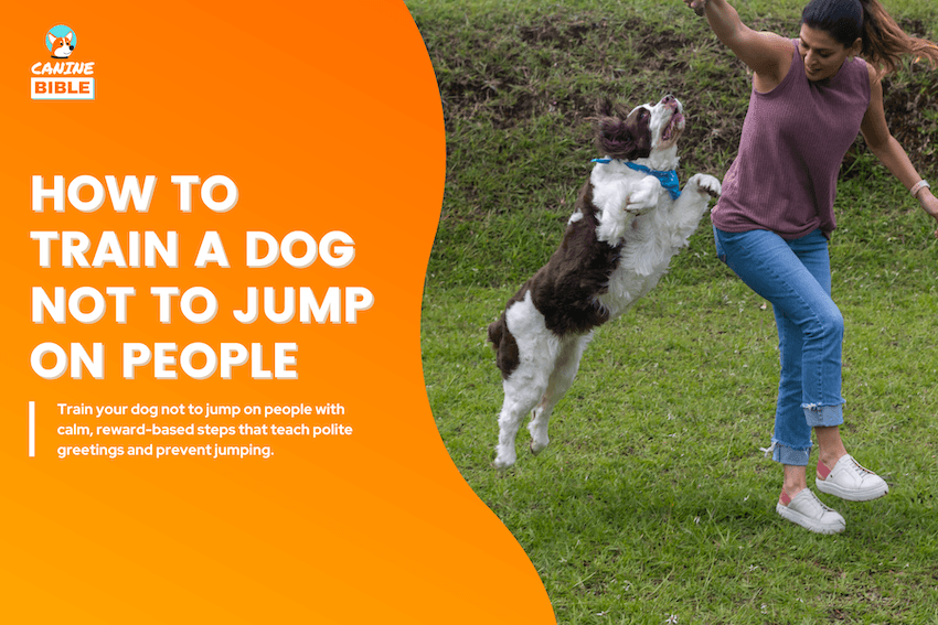 How to Train a Dog Not to Jump on People