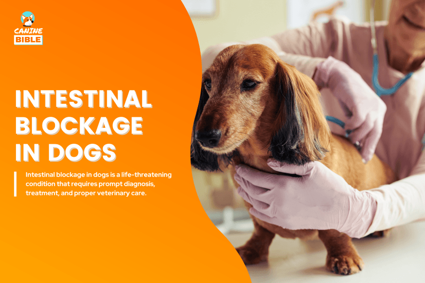 Intestinal Blockage in dogs