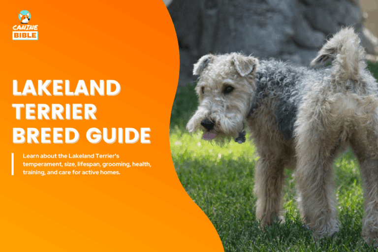Lakeland Terrier Dog