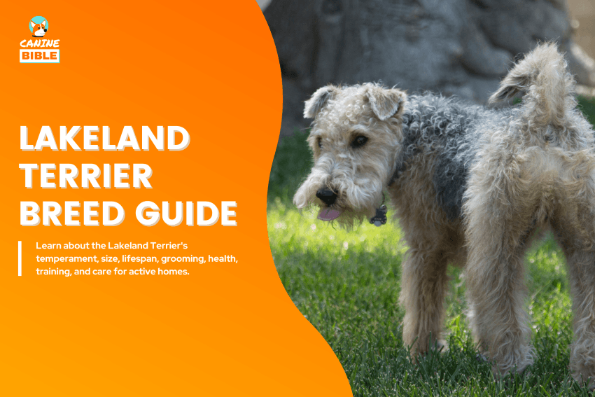 Lakeland Terrier Dog