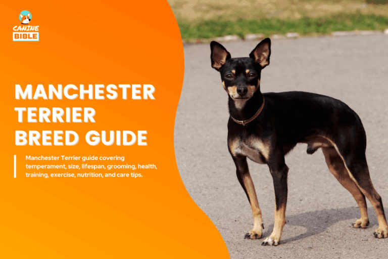 Manchester Terrier Dog