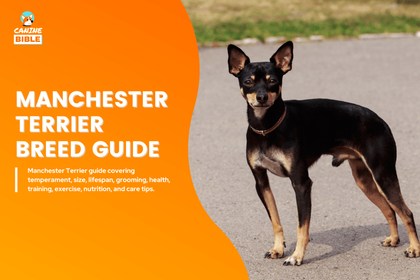 Manchester Terrier Dog