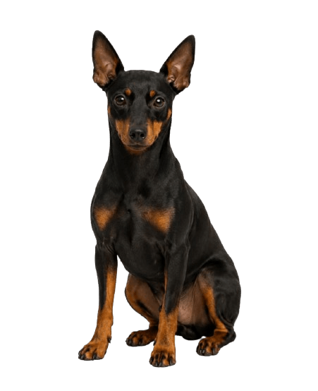 Manchester Terrier dog