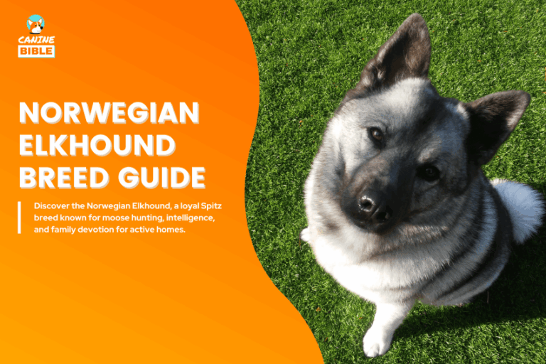 Norwegian Elkhound Dog