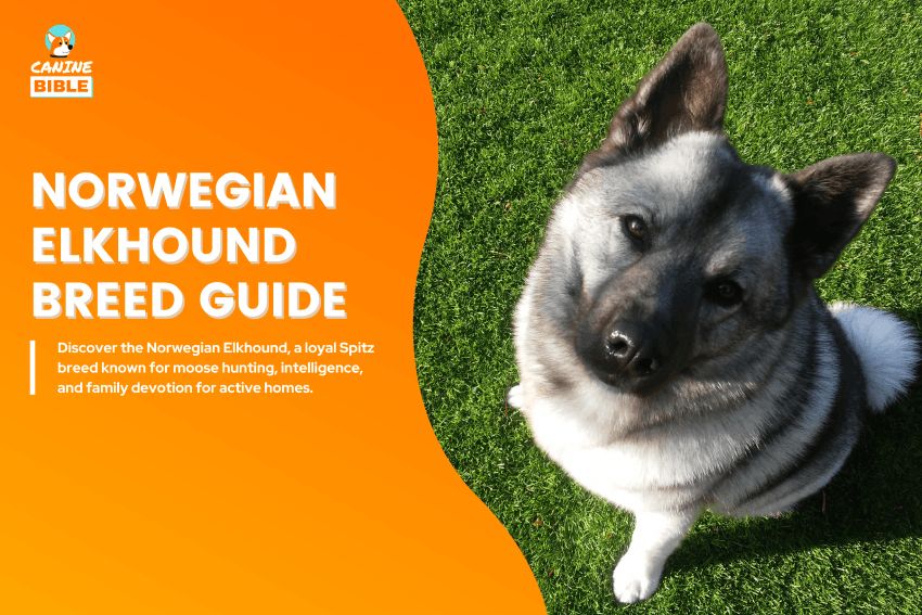Norwegian Elkhound Dog