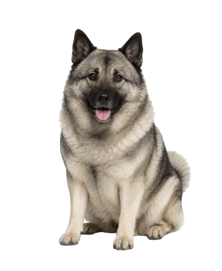 Norwegian Elkhound Dog