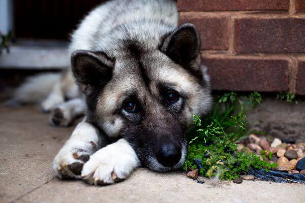Norwegian Elkhound puppy lying down