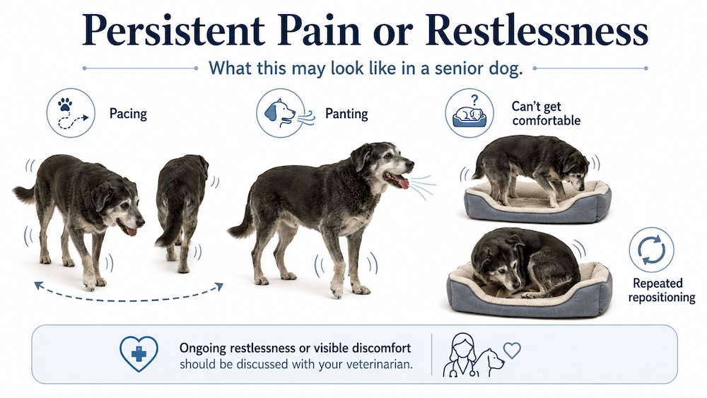 Persistent pain signs in senior dogs