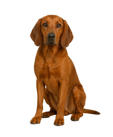 Redbone Coonhound