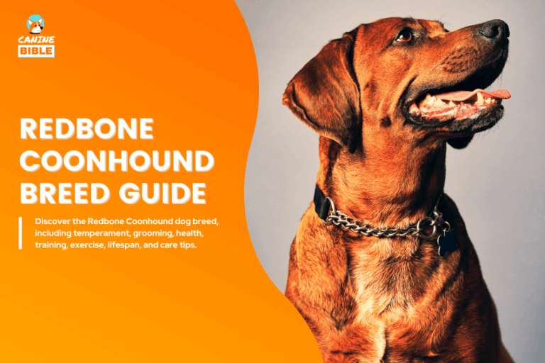 Redbone Coonhound Dog
