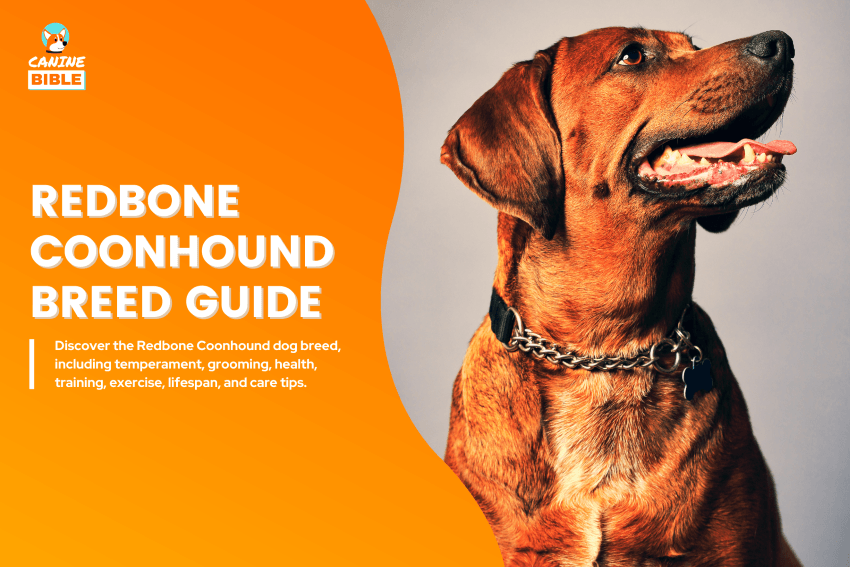 Redbone Coonhound Dog