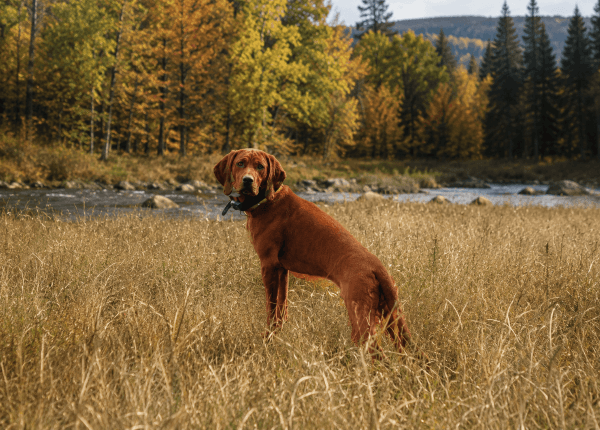 Redbone Coonhound Outdoors