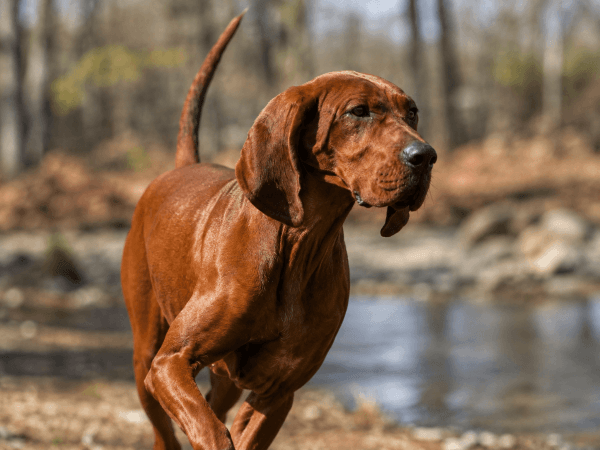 Redbone Coonhound by Lake