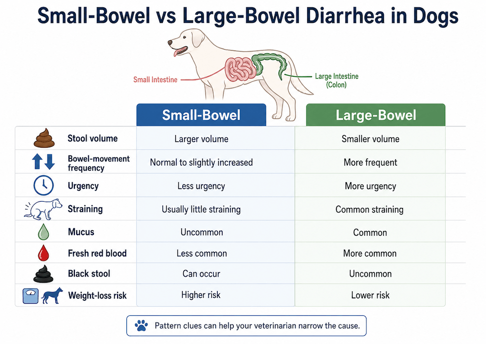 Small-bowel vs large-bowel diarrhea in dogs