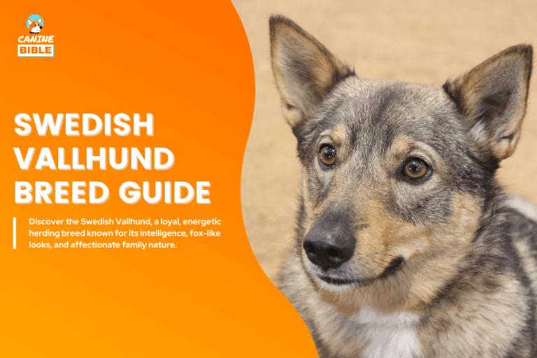 Swedish Vallhund Dog