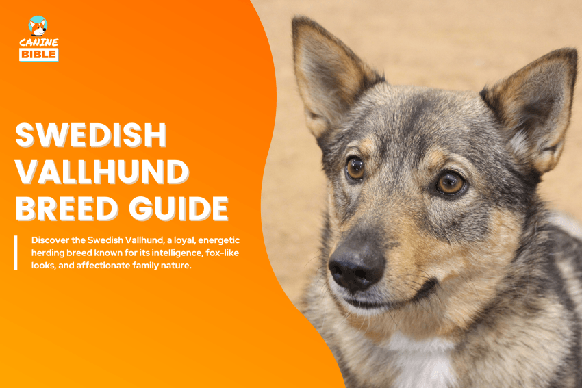 Swedish Vallhund Dog