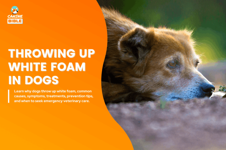 Throwing Up White Foam in dogs