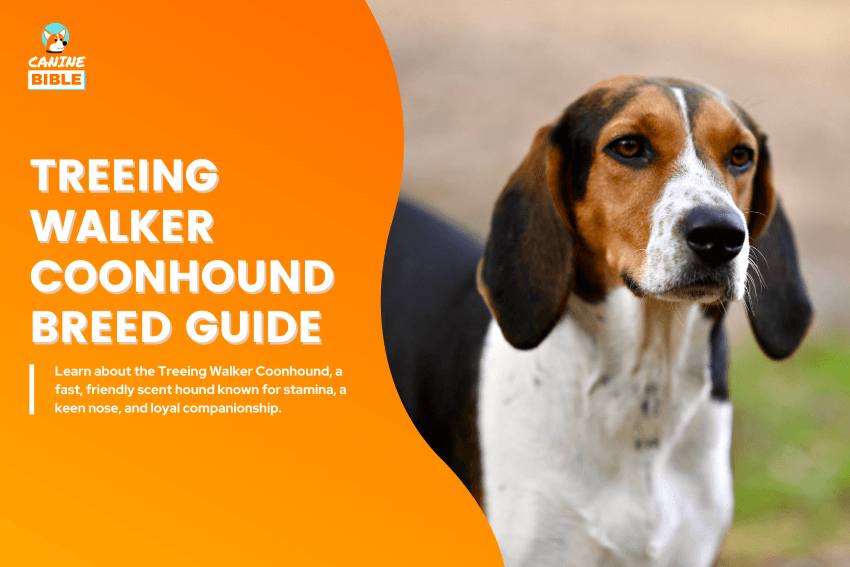 Treeing Walker Coonhound Dog