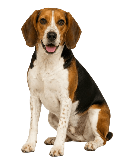 Treeing Walker Coonhound dog