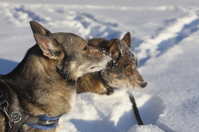 Two Swedish Vallhund in the snow