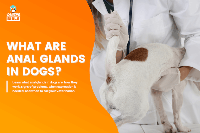 what are anal glands in dogs