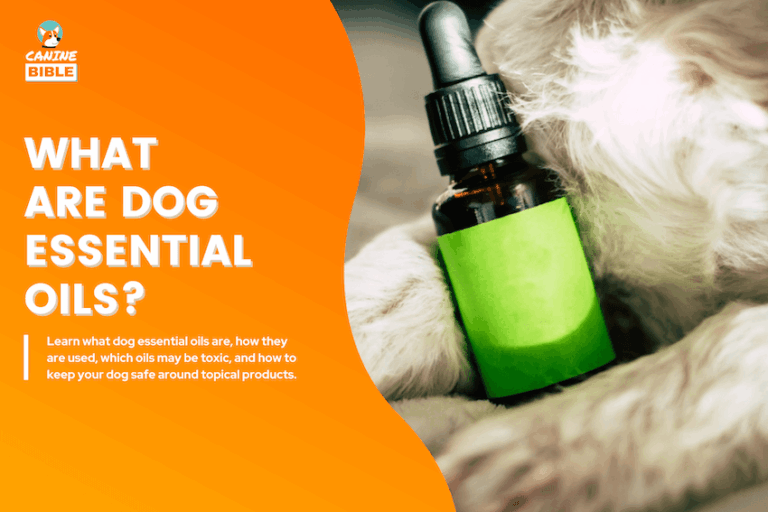 what are dog essential oils