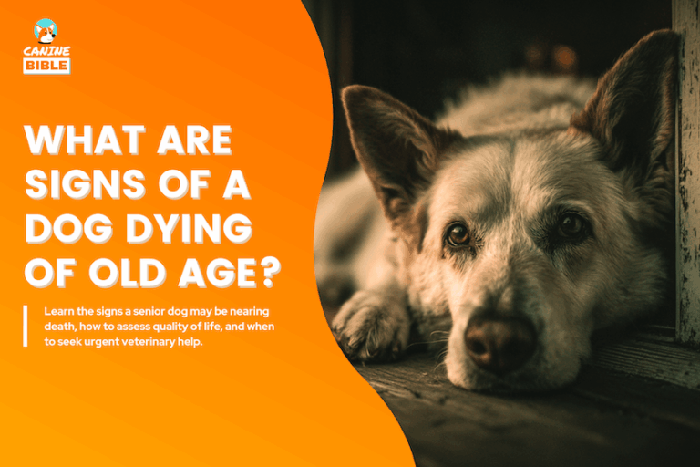 what are signs of a dog dying of old age