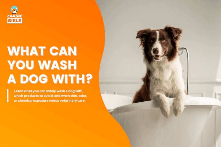 what can you wash a dog with