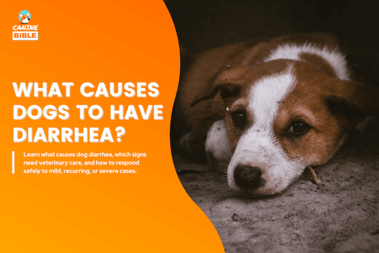 what causes dogs to have diarrhea