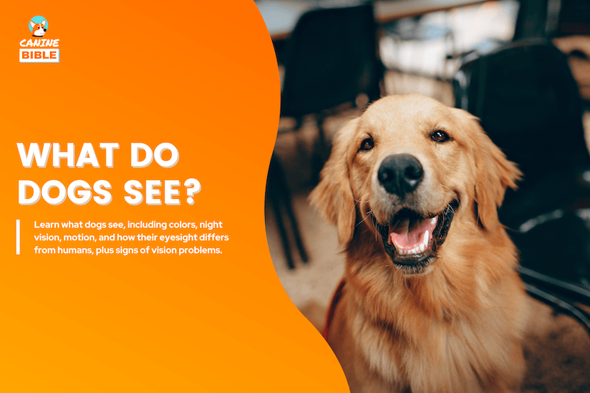 What Do Dogs See