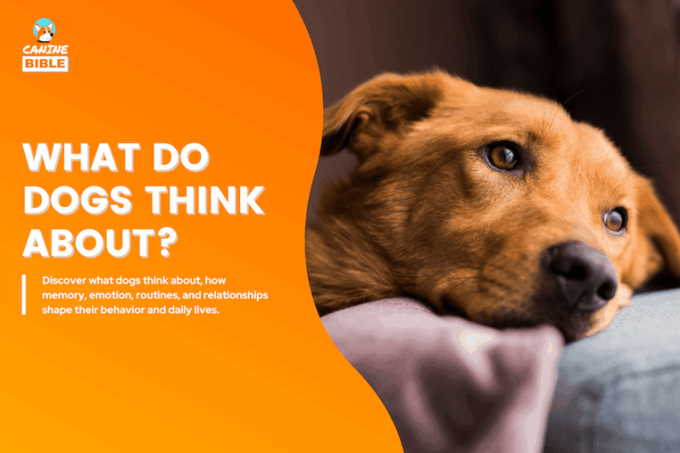 what do dogs think about