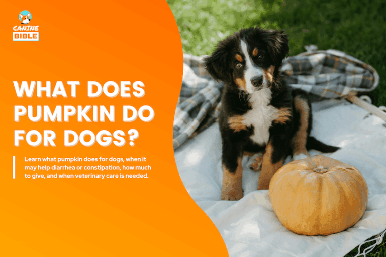 what does pumpkin do for dogs