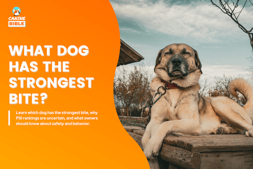what dog has the strongest bite