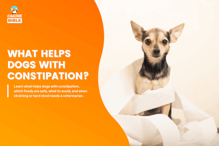 what helps dogs with constipation