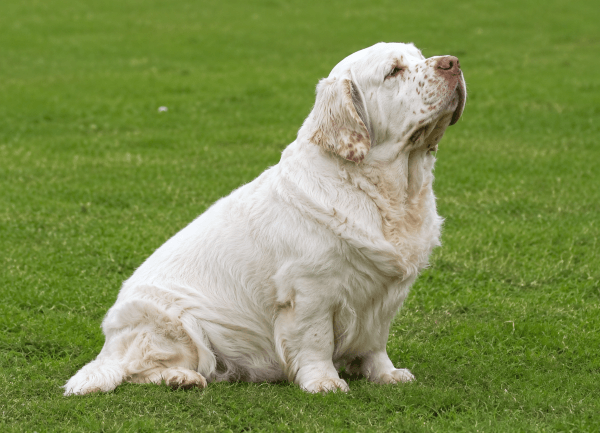 clumber spaniel