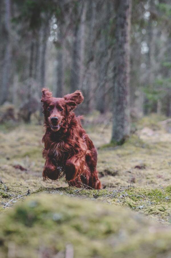 dannaragrim-animal-7128735