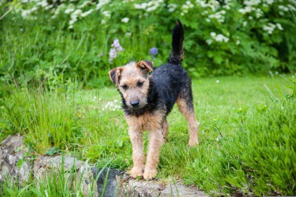 lakeland terrier 908689