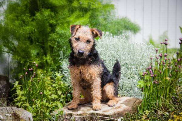 lakeland terrier 908693