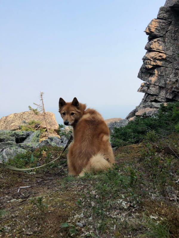 finnish spitz dog looking back at the camera