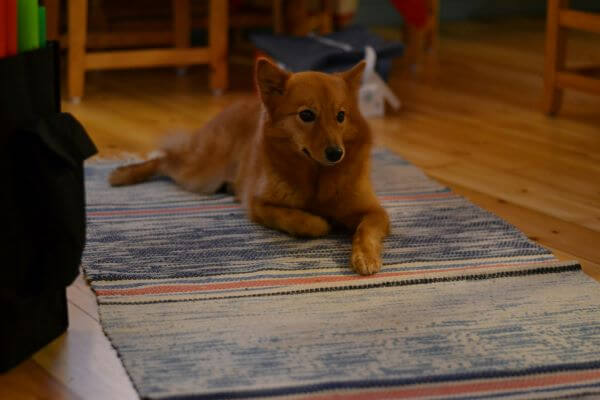 finnish spitz livingroom