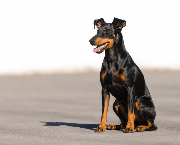 manchester terrier outside