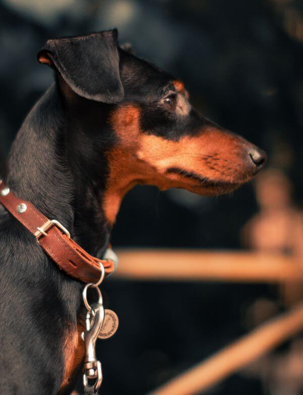 manchester terrier photo
