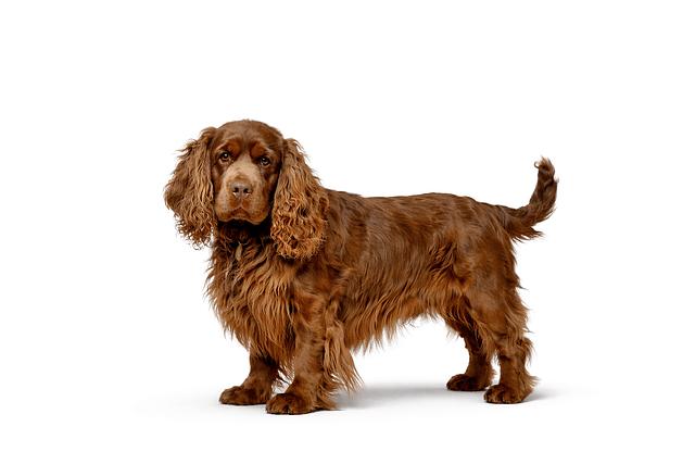 54874418 sussex spaniel 10177862 640