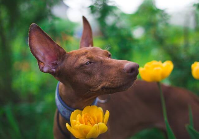 A Pharaoh Hound stands alert