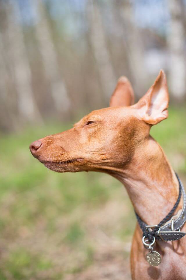 A serene portrait of a Pharaoh Hound