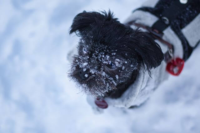 Affenpinscher close up
