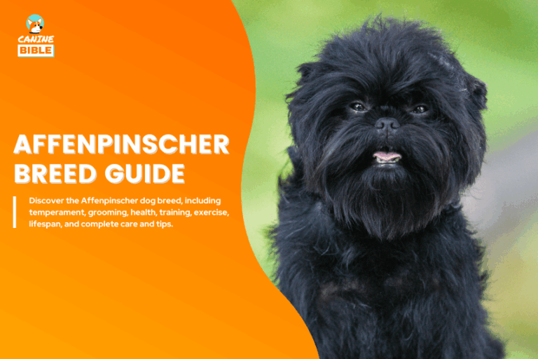 Affenpinscher dog
