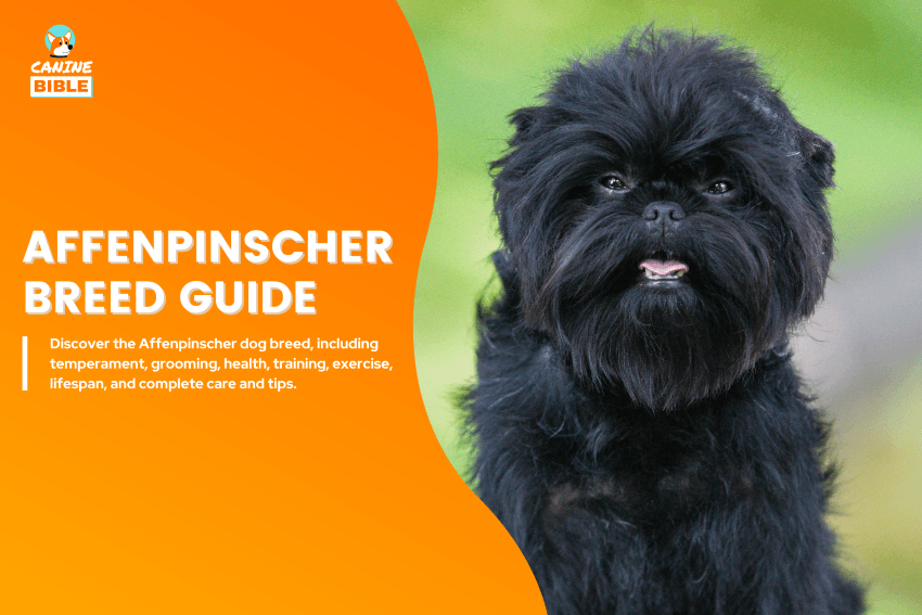Affenpinscher dog