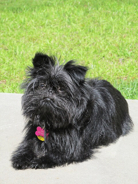 Affenpinscher garden