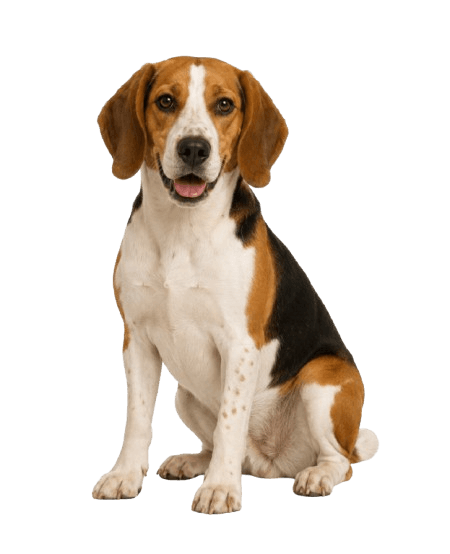 American Foxhound dog